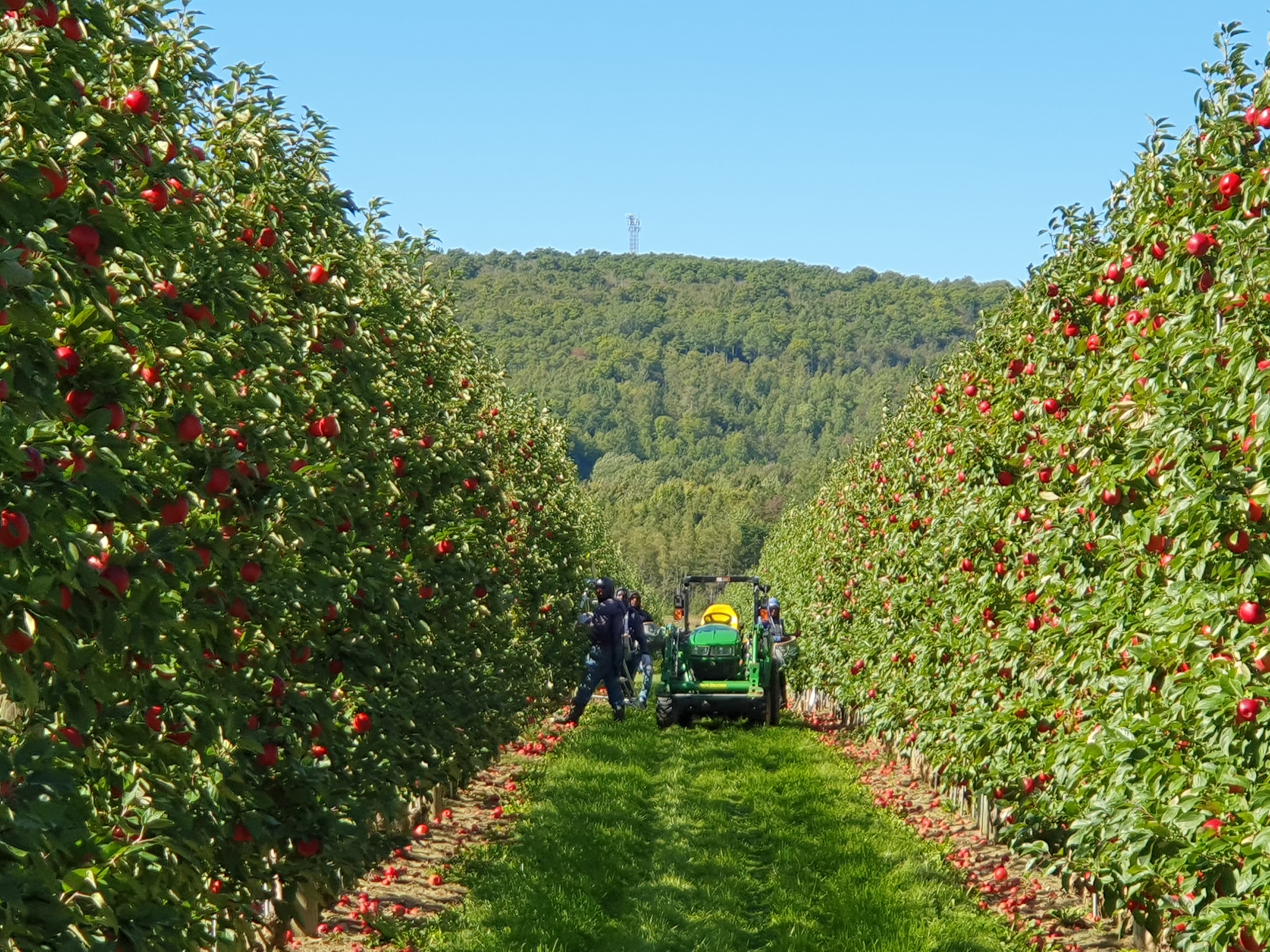 Apple Orchard with Human Workers